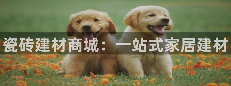 杏鑫平台代理注册流程及费用